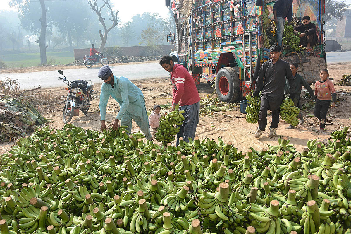 Labourers busy in unloading bananas from delivery truck at Fruit Market.