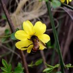 A view of honey bee extracting nectar from the seasonal flowers on the roadside greenbelt in the Federal Capital.