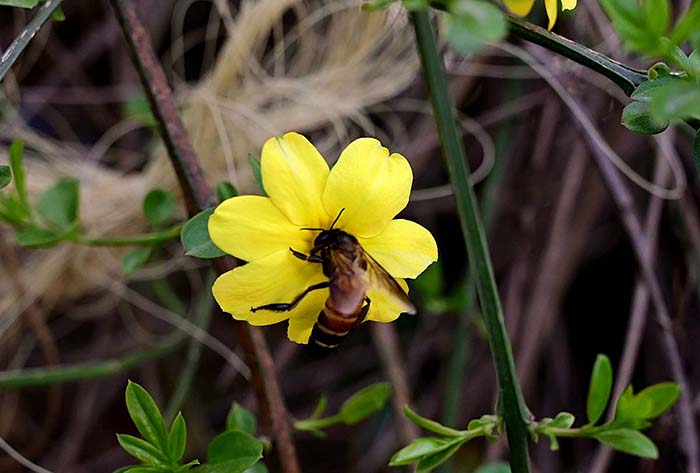 A view of honey bee extracting nectar from the seasonal flowers on the roadside greenbelt in the Federal Capital.