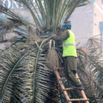 A PHA worker is cutting palm tree branches.