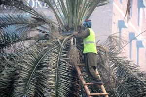  A PHA worker is cutting palm tree branches.