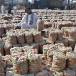 Traders displaying tomatoes bags for selling to vendors at Vegetable Market