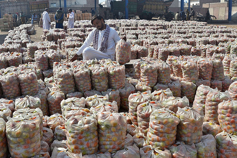 Traders displaying tomatoes bags for selling to vendors at Vegetable Market