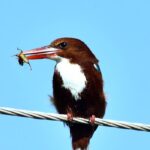 A beautiful bird Kingfisher enjoys food while sitting on an electric wire.