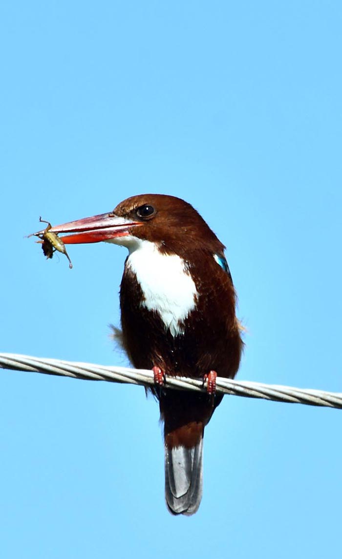 A beautiful bird Kingfisher enjoys food while sitting on an electric wire.