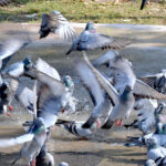 Pigeons enjoy bath in accumulated water in a local park
