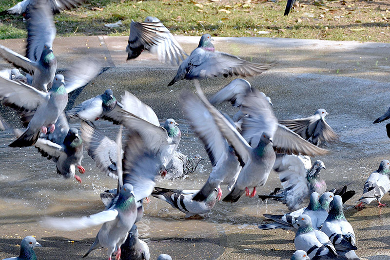 Pigeons enjoy bath in accumulated water in a local park
