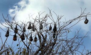 A view of bats sleeping on tree branches on daylight