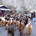 February 29 - A shepherd guiding herd of goats heading towards grazing field near Nomal area.