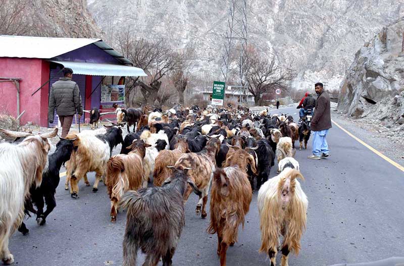 A shepherd guiding herd of goats heading towards grazing field near Nomal area.