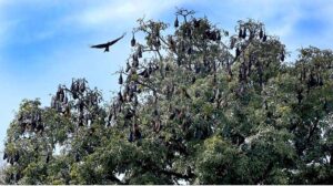 A view of bats sleeping on tree branches on daylight