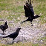 Crows enjoy bathing in a stagnant water at Local Park.
