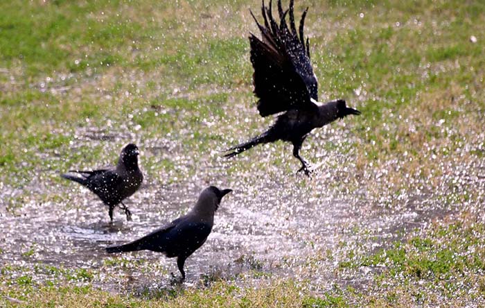 Crows enjoy bathing in a stagnant water at Local Park.