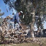 A gardener busy in sweeping dry leaves of trees at a local park