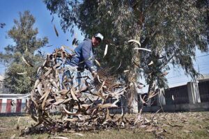 A gardener busy in sweeping dry leaves of trees at a local park