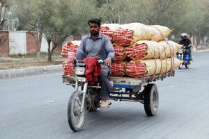  A motorcyclist carrying bags full of carrots to the vegetable market.