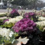 An attractive view of seasonal flowers flourishing and blooming at roadside in Federal Capital.