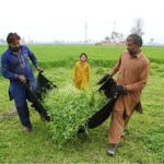 Farmers busy cutting fodder for animals at their farm field