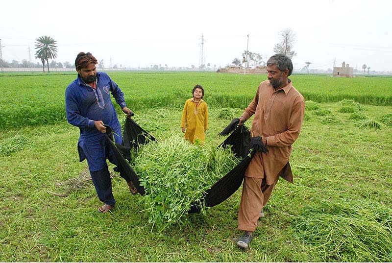 Farmers busy cutting fodder for animals at their farm field