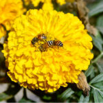 Honeybees extract nectar from flowers