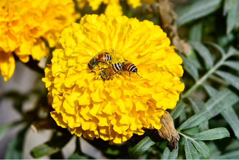 Honeybees extract nectar from flowers