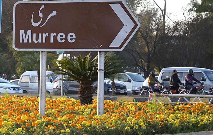 An attractive view of seasonal flowers blooming along the roadside in the federal capital.