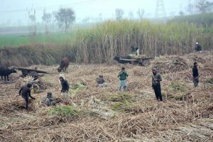 A young farmer ploughing field with the help of tractor