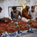 Vendors arranging and displaying strawberry to attract the customers