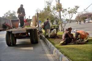 PHA workers busy sapling mini plants on Green belt near at Jail Road