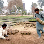 Workers planting saplings in pots at PHA office