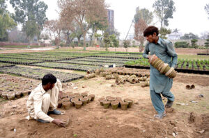 Workers planting saplings in pots at PHA office