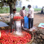 Farmers washing and packing carrots after harvesting to deliver in the Vegetable Market.