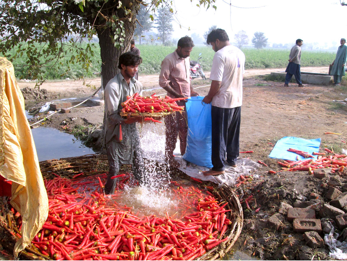 Farmers washing and packing carrots after harvesting to deliver in the Vegetable Market.