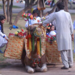 Students are enjoying camel ride at Jilani Park