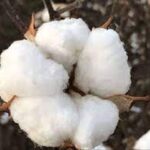 Agricultural experts stress for timely sowing of cotton