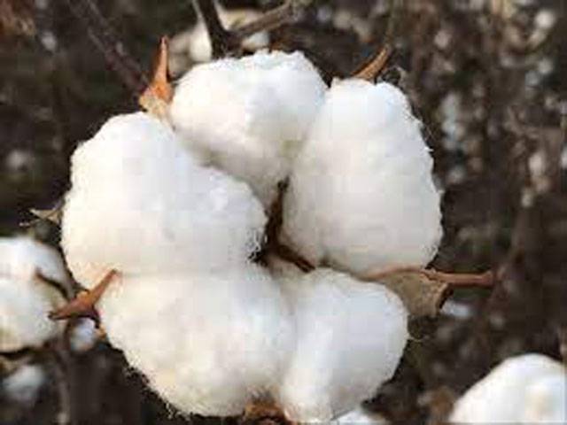 Agricultural experts stress for timely sowing of cotton