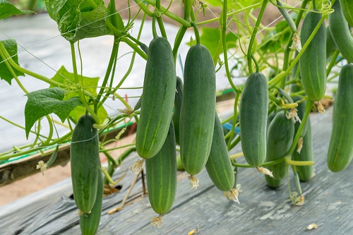 Cucumber cultivation should start from mid-February: experts