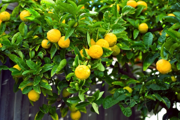 Best time for lemons cultivation is February, March