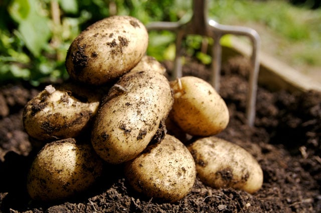Seminar on profitable cultivation of potato held