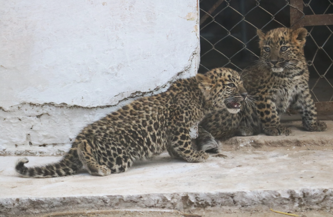 IWMB get two Asian Leopard cubs from KP Wildlife Department for rehabilitation