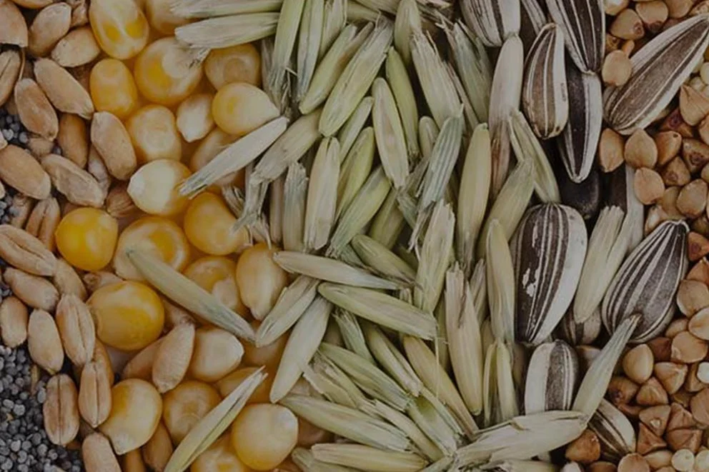Seed processing industry negligible in country: experts
