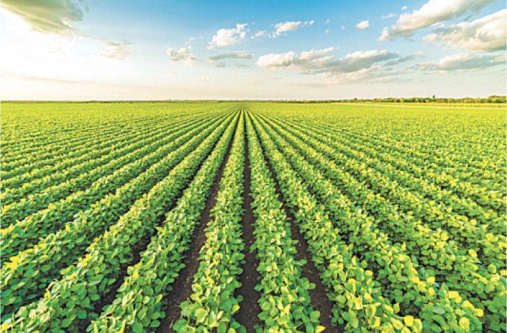 Soybean promotion imperative to cut $1200m import bill