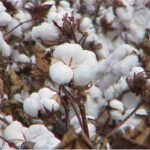 cotton