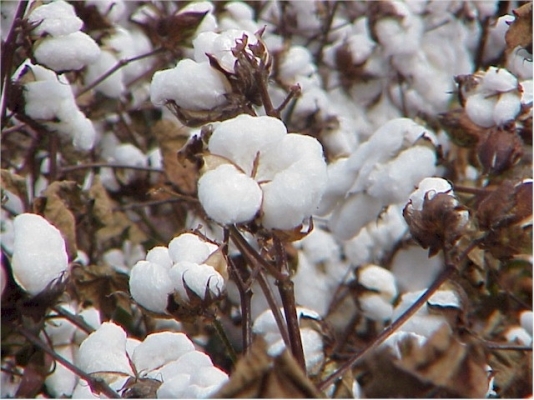 cotton