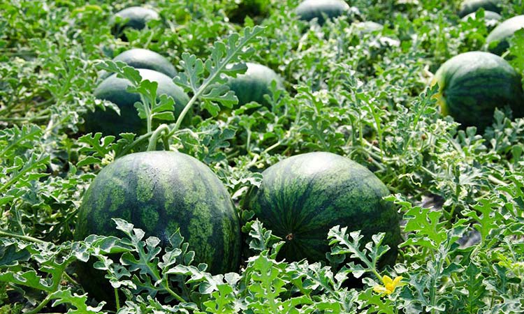 Farmers advised to start watermelon cultivation