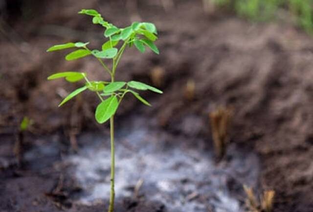 Tree plantation drive launched in Bahawalpur