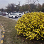 A beautiful view of flower blooming on greenbelt along the roadside in the Federal Capital.