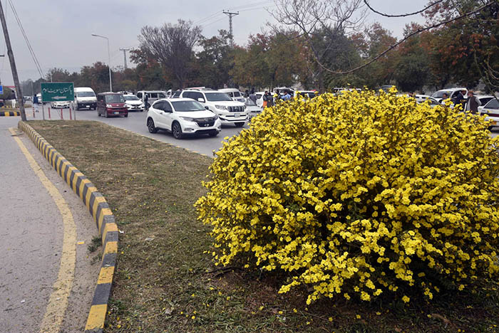 A beautiful view of flower blooming on greenbelt along the roadside in the Federal Capital.