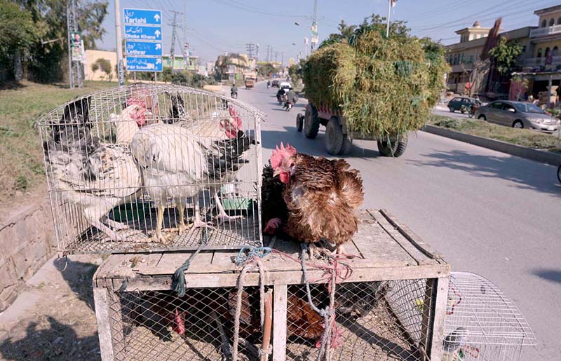 A street vendor dispplaying country hens on the roadside to attract customers at Tarlahi.
