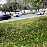 A view of dandelions flourishing on the greenbelt along the roadside near HEC building welcoming spring in Federal Capital